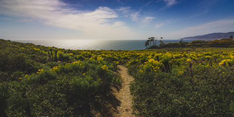 Point Dume Spring Wildflowers