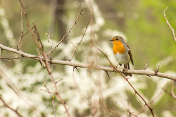 Fototapeta premium The European robin (Erithacus rubecula), also known as the robin or robin redbreast in the British Isles, is a small insectivorous passerine bird. This photo was taken on the Romanian hills.
