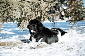 Black and white Newfoundland on the road with snowy trees. Dog on walk in the winter. In thoroughbred dogs nose stained snow. Newfoundland playing in the snow.