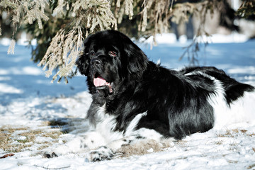 Black and white Newfoundland on the road with snowy trees. Dog on walk in the winter. In thoroughbred dogs nose stained snow. Newfoundland playing in the snow.