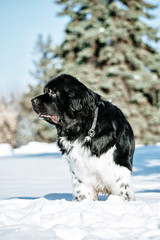 Black and white Newfoundland on the road with snowy trees. Dog on walk in the winter. In thoroughbred dogs nose stained snow. Newfoundland playing in the snow.