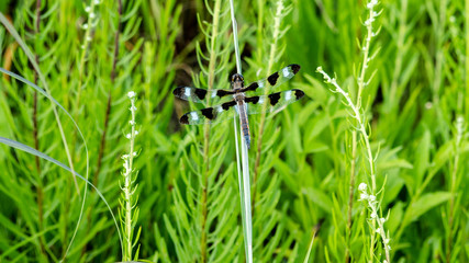 Twelve-spotted Skimmer (Libellula pulchella) dragonfly resting on a prairie grass.