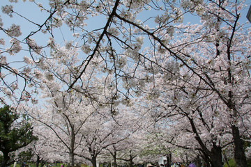 hanami