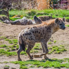  Portrait of huge and powerful African spotted hyena © neurobite