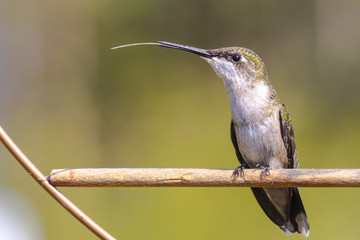 hummingbird on perch sticking out tongue
