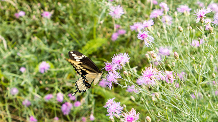 Giant Swallowtail (Papilio cresphontes) drinking nectar from a flower.