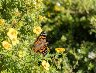Obraz premium Painted Lady (Vanessa cardui) butterfly seeking nectar on flowers.