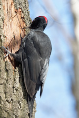 Black woodpecker looking for food on a tree trunk. Kiev Ukraine.