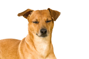 M&uuml;der Mischlingshund isoliert auf wei&szlig;em Hintergrund