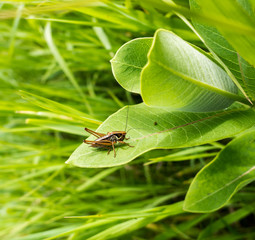 Cricket resting on a large green milkweed leaf.
