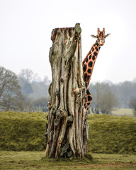 Hide n' Seek