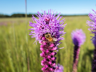 Western honey bee (Apis mellifera) fetching nectar from a blazing star plant.