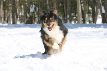 Australian Shepherd playing in the Snow