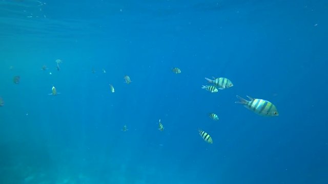 school of Indo-Pacific sergeant swims over coral reef, Red sea, Egypt