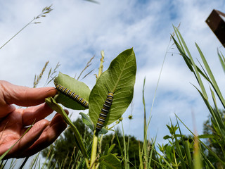 Monarch (Danaus plexippus) caterpillars chewing on milkweed.
