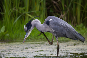 Graureiher im Wasser 3