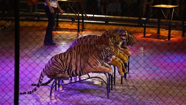 four bengal tiger in cage