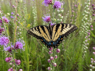 Canadian Tiger Swallowtail (Papilio canadensis) on the prairie blazing star.