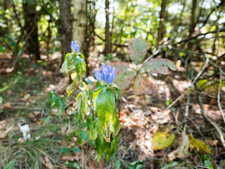 Blue wildflowers in the state park in early summer.