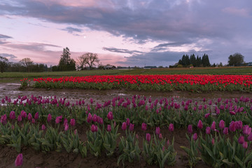 Spring mornings in the tulip fields