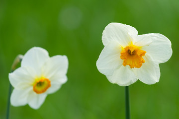 Blühende weiße Narzissen im Frühling