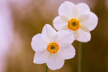 Weiße Schalen-Narzissen (Narcissus) im warmen Licht der Frühlingssonne. 