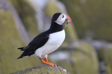 Atlantic Puffin in the Farne Islands