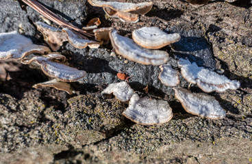 Tiny red and orange beetle crawling around tree fungus.