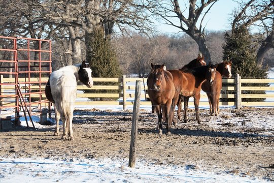 Horses in Winter Corral