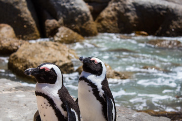 Cute Penguins on Boulders Beach, South Africa