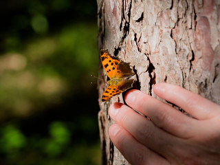 Eastern Comma (Polygonia comma) butterfly on the side of a pine tree.