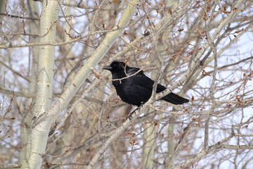 American Crow Sitting in a Tree