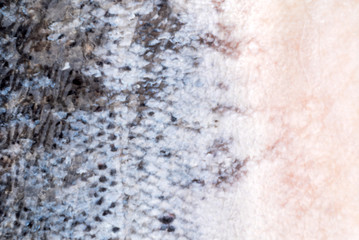 frozen trout fish