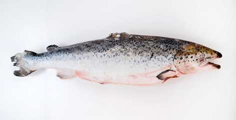 frozen trout fish