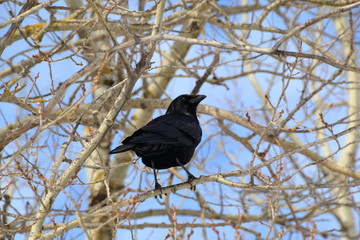American Crow Watching 2