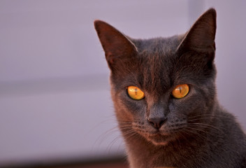 Primer plano de un gato gris con ojos anaranjados mirando al frente 