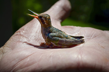 Primer plano de un Colibrí (pájaro) descansando en la mano de una persona mayor  © Evangelina