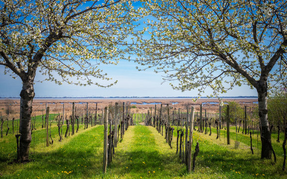 Kirschbl&uuml;te am Neusiedlersee bei Moerbisch