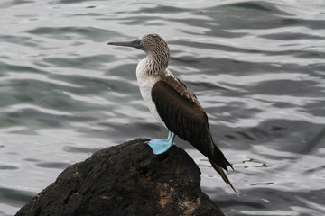 Obraz premium Blue Footed Boobie on Rock