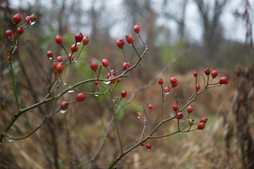 Autumn Berries with Dew