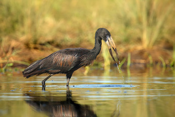 The African openbill (Anastomus lamelligerus) fishing in the shallow lagoon. African stork in the water.