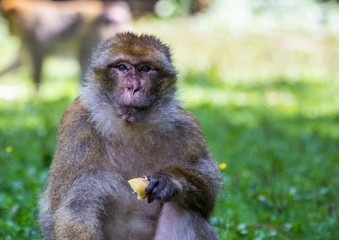 Picture of playing and eating barbary macaques on a meadow during summertime