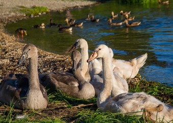 Group of young mute swans  at a lake in Germany  during a summer evening