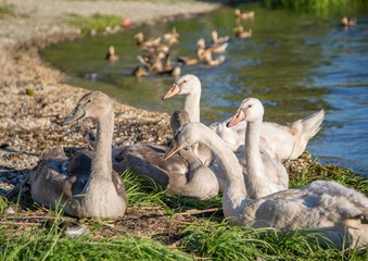 Group of young mute swans  at a lake in Germany  during a summer evening