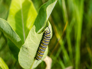 Monarch caterpillar eating milkweed on the prairie.