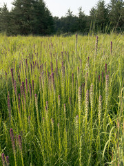 Prairie Blazing Stars (Liatris pycnostachya) in a field during summer.