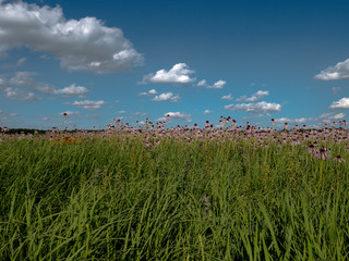 Purple coneflowers (Echinacea angustifolia) in a meadow during summertime.