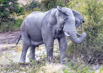 Fototapeta premium African Elephant in the Nxai Pan National Park in Botswana during summer time