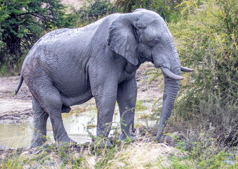 Fototapeta premium African Elephant in the Nxai Pan National Park in Botswana during summer time