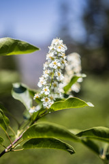 rocky mountain flowers